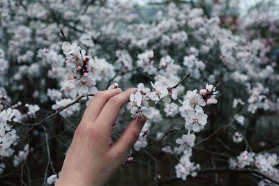 Close-up of hand holding cherry blossom