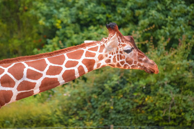 Side view of giraffe against plants