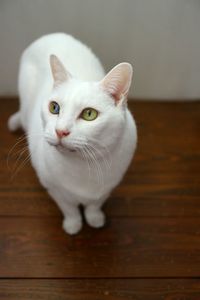 White cat on wooden floor