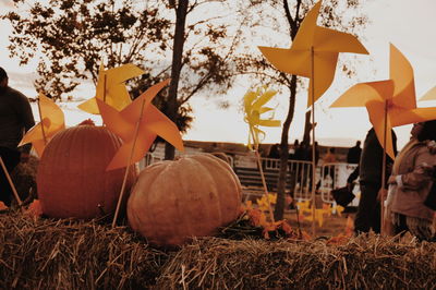 Close-up of pumpkins on field against sky