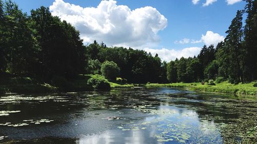 Scenic view of river amidst trees in forest against sky