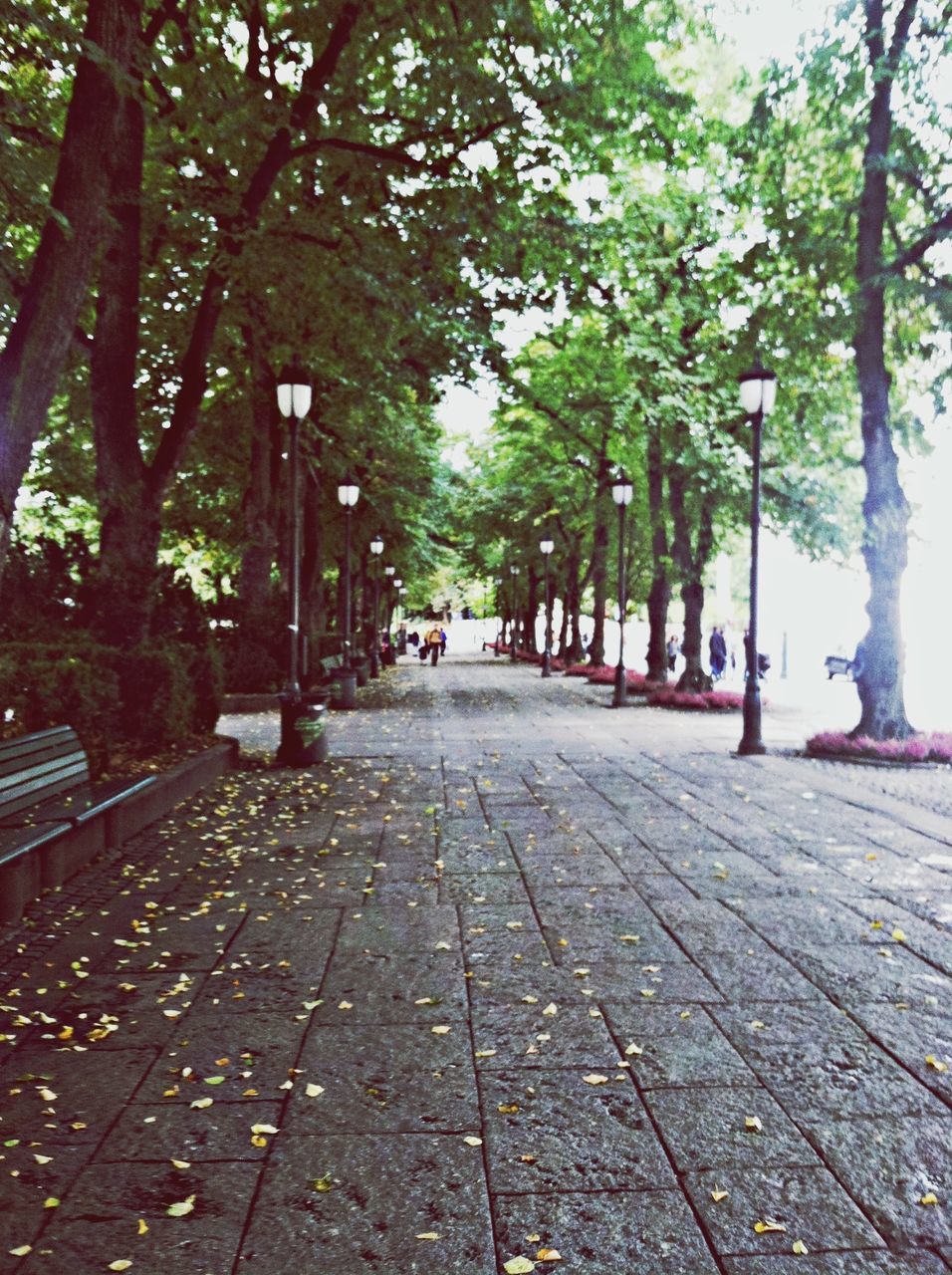 tree, the way forward, transportation, diminishing perspective, vanishing point, road, street, tree trunk, treelined, footpath, sidewalk, growth, incidental people, outdoors, day, long, street light, nature, branch, sunlight