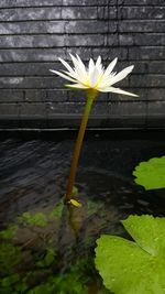 White flower floating on water