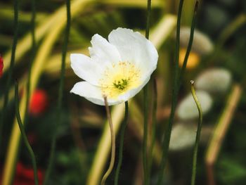 Close-up of white flowering plant