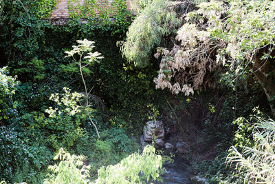 Scenic view of forest