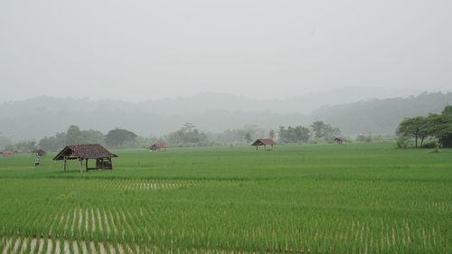 Natural scenery of rice fields in verdant,  fertile field with several huts in west java, indonesia.