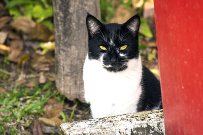 Portrait of black cat sitting outdoors