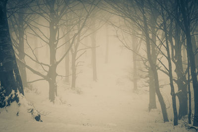 Bare trees on snow covered land
