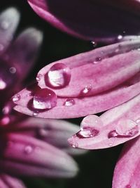 Close-up of water drops on pink flower