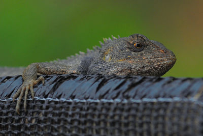 Close-up of chameleon