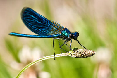 Close-up of damselfly on blue leaf