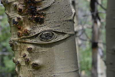 Close-up of rusty metal on tree trunk