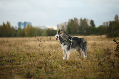 Dog standing in field