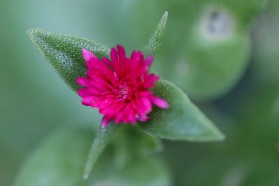 Close-up of pink flower