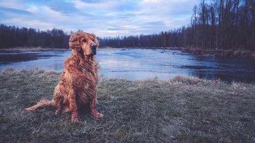 Dog sitting beside lake