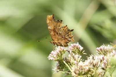 Close-up of butterfly pollinating on flower