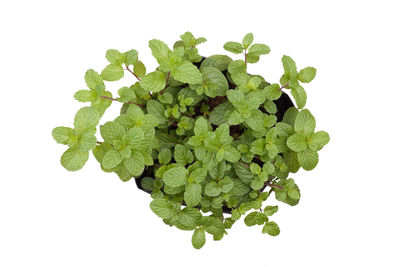 Close-up of fresh green leaves against white background