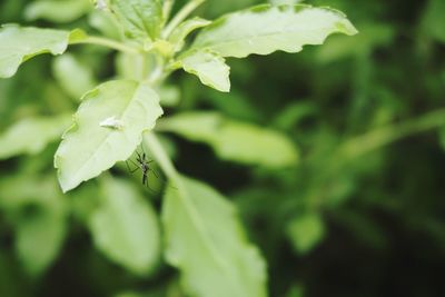 Close-up of insect on plant