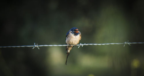 Close up of bird perching on fence