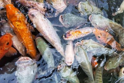 High angle view of fish in sea