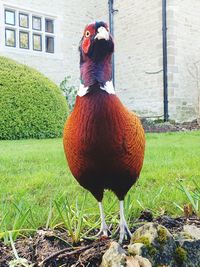 Close-up of a bird on field