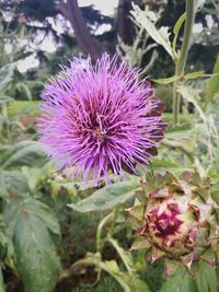 Close-up of thistle blooming on field