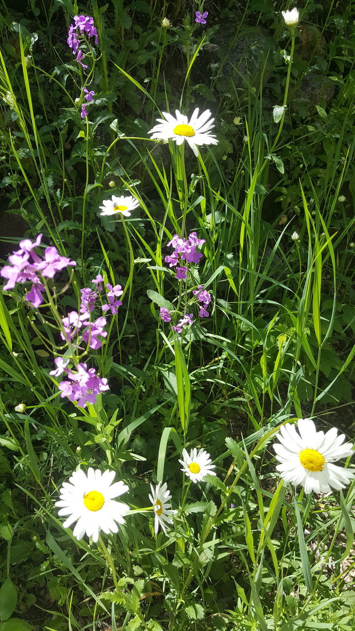 HIGH ANGLE VIEW OF PINK FLOWERS BLOOMING IN PARK