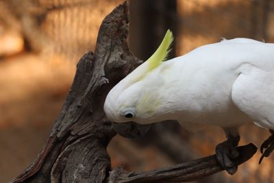 Close-up of a bird perching on tree