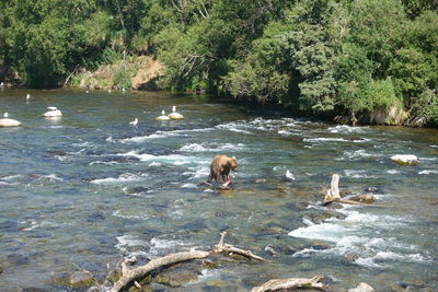 View of ducks swimming in river