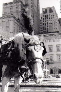 Horse in a street