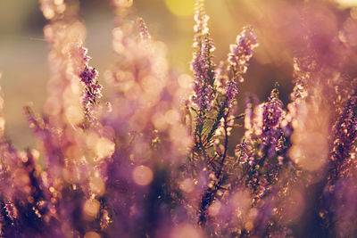 Close-up of purple flowering plants on field