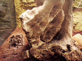 Close-up of dead tree trunk