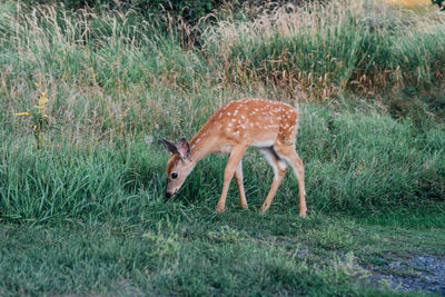 Side view of deer standing on grass