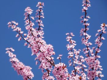 Low angle view of cherry blossoms against sky