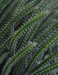 Close-up of palm tree