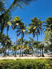 Scenic view of palm trees on beach against blue sky