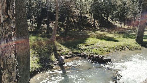 Scenic view of lake in forest