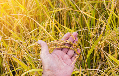 Close-up of person hand holding grass