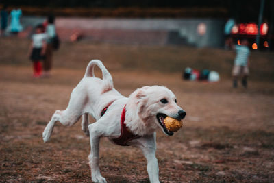 Dog looking away outdoors