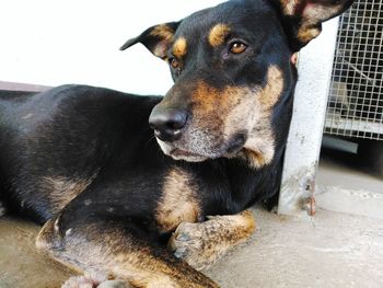 Close-up portrait of black dog