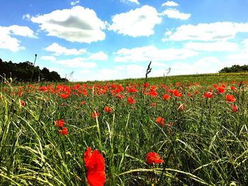 Red poppy flowers in field