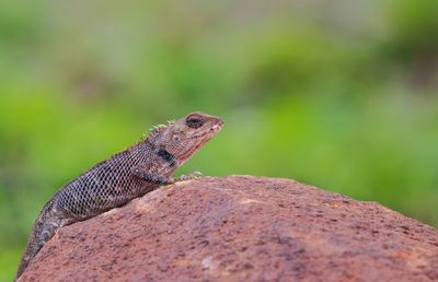 Close-up of a lizard on rock