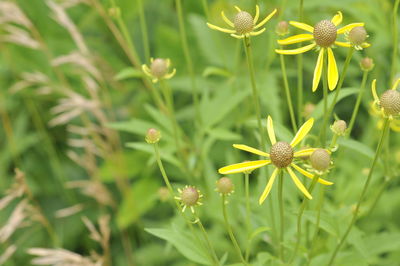 Close-up of flowering plant on field