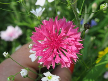 Close-up of pink flower