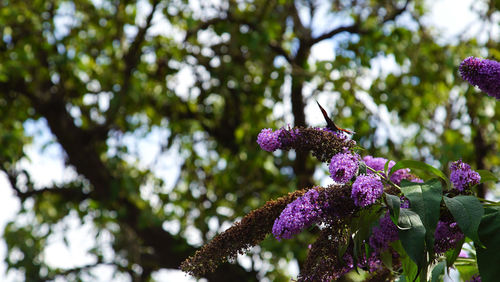 Low angle view of butterfly on flowers