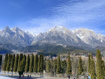Panoramic shot of pine trees on snowcapped mountains against sky