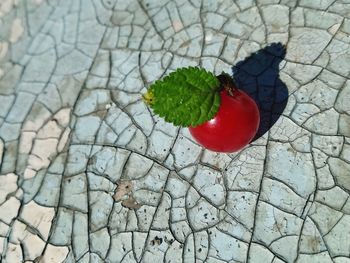 High angle view of strawberry growing on tree