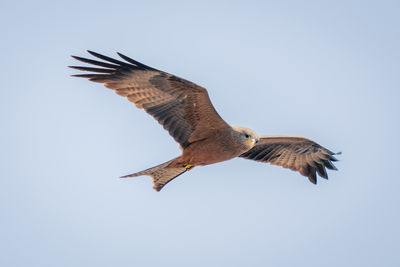 Low angle view of bird flying against clear sky