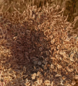 Full frame shot of a plants