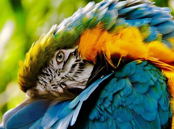 Close-up of blue macaw